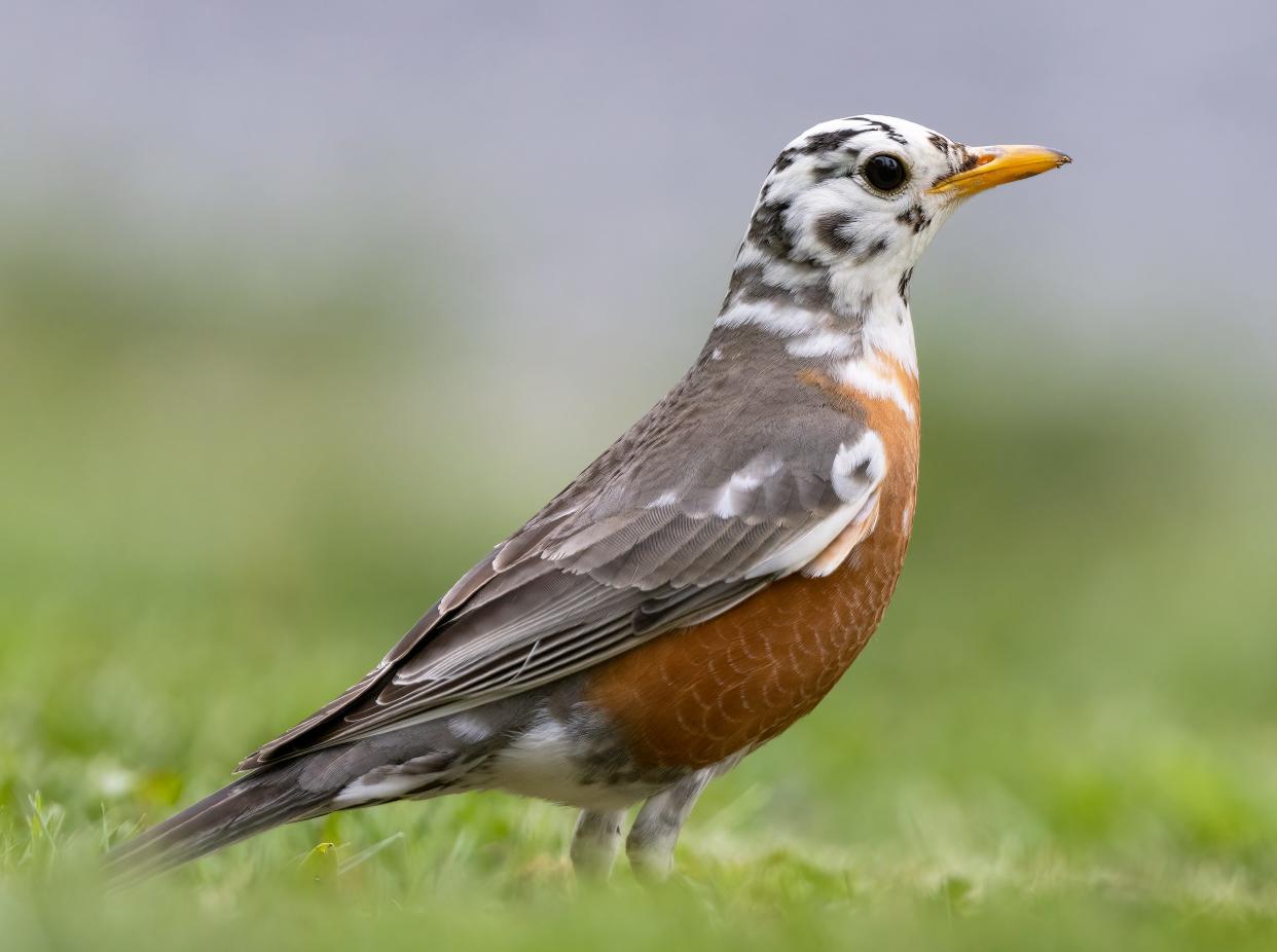 A piebald male American robin