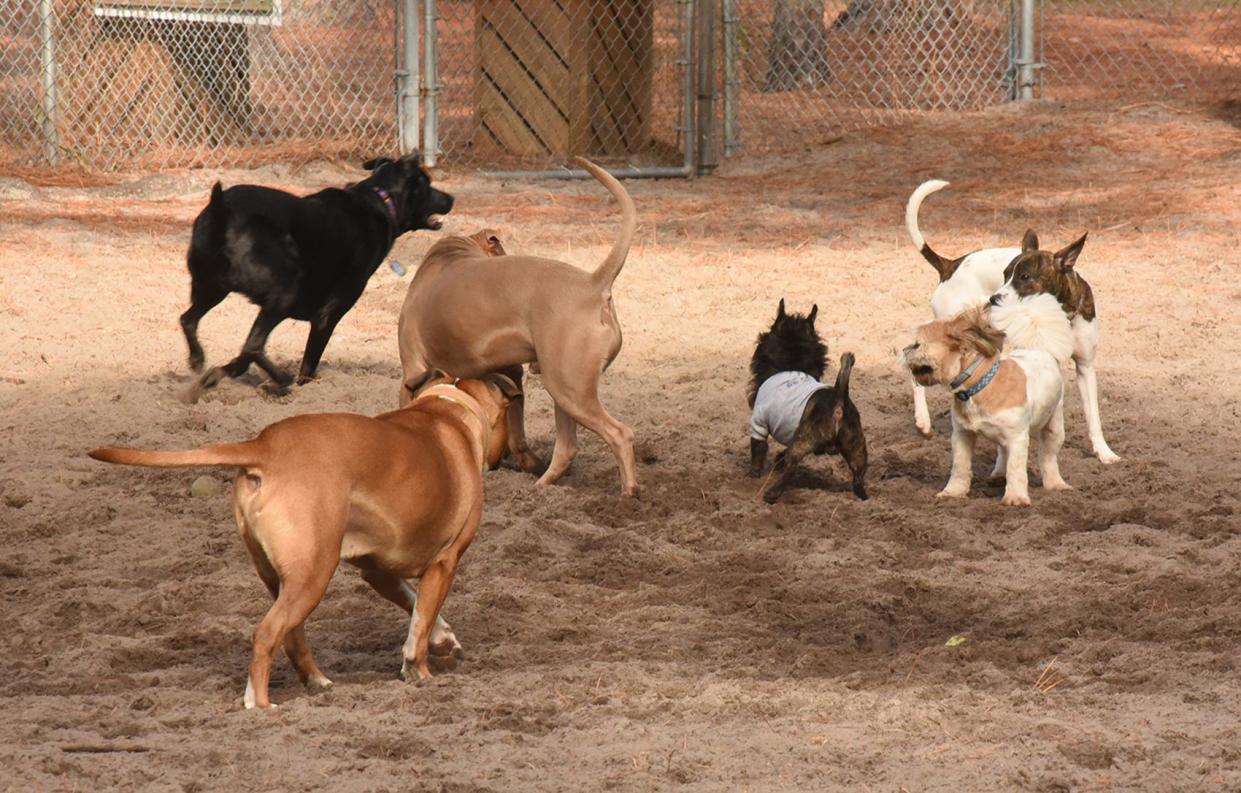 Forbes Advisor releases survey results identifying the top dog breeds in each state. Which breed ranked as a favorite in North Carolina?