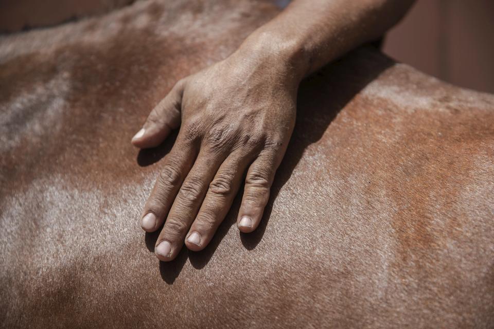 A man pets his horse while it feeds near a fountain in Marrakech, Morocco, Wednesday, July 22, 2020. Morocco's restrictions to counter the coronavirus pandemic have taken a toll on the carriage horses in the tourist mecca of Marrakech. Some owners struggle to feed them, and an animal protection group says hundreds of Morocco's horses and donkeys face starvation amid the collapsing tourism industry. (AP Photo/Mosa'ab Elshamy)