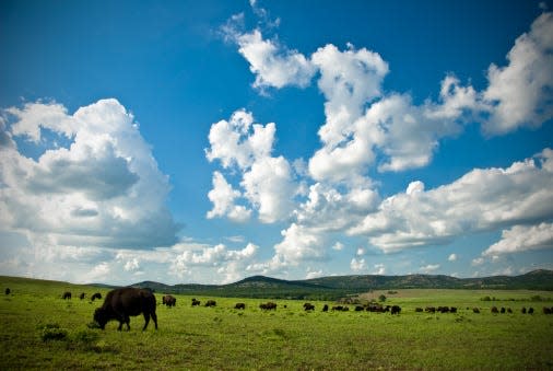 A herd of bison graze in the Wichita Mountains Wildlife Refuge north of Lawton. Oklahoma's tourism chief says her team is working to unlock the full potential of the state's tourism, wildlife, arts and cultural communities.