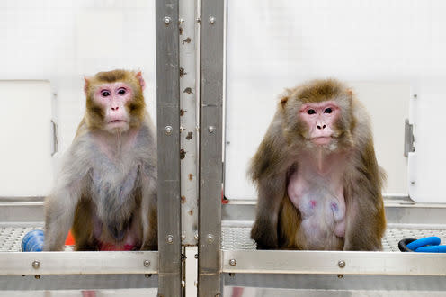 <span class="caption">The monkey on the left was given a diet with fewer calories while the monkey on the right was allowed to eat as much as it liked.</span> <span class="attribution"><a class="link " href="https://media.eurekalert.org/multimedia_prod/emb/media/130864.jpg" rel="nofollow noopener" target="_blank" data-ylk="slk:Jeff Miller/University of Wisconsin-Madison;elm:context_link;itc:0;sec:content-canvas">Jeff Miller/University of Wisconsin-Madison</a></span>