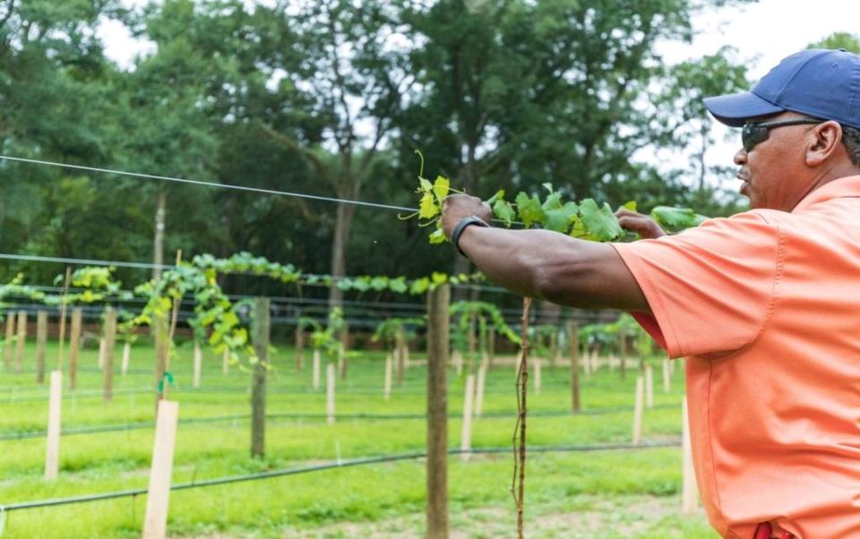 Michael Garrett from FAMU shows off the vineyard at the Space at Feather Oaks.