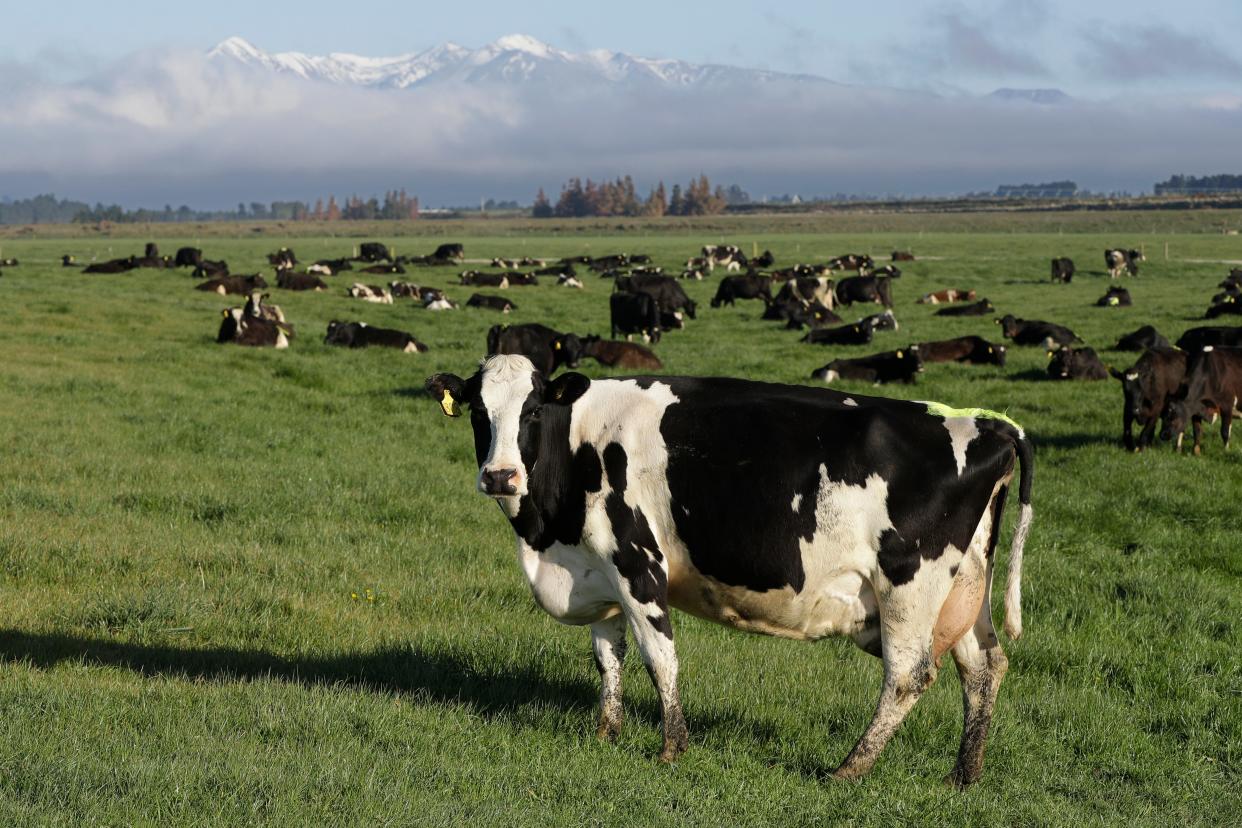 Cows were an unexpected help to law enforcers recently in North Carolina.