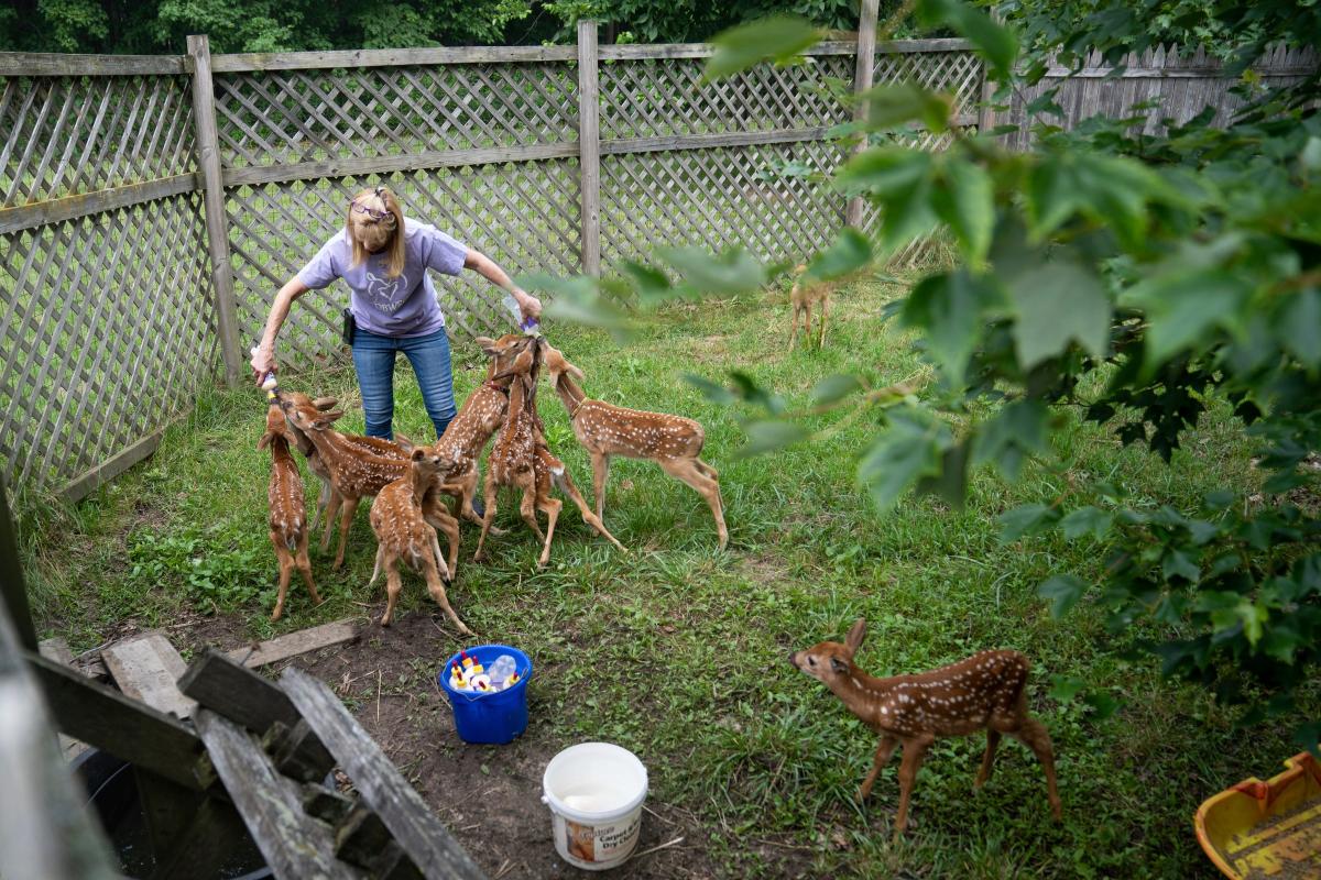 Michigan woman's backyard becomes haven for animals in need