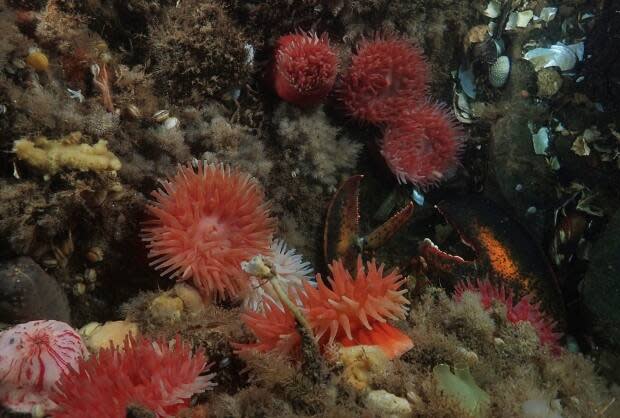 Dive deep into the Bay of Fundy without leaving home