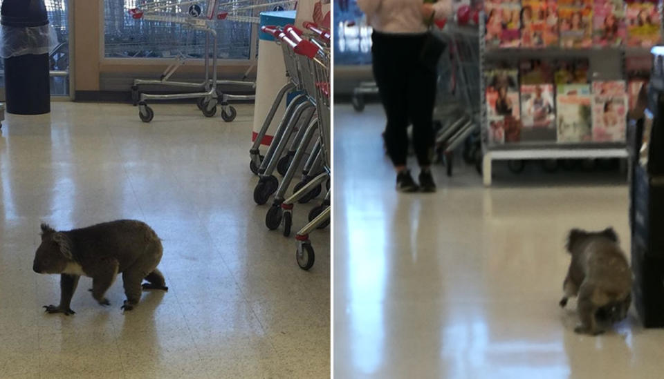 Shoppers at Coles were surprised to see a koala in-store. Source: Supplied/Coles