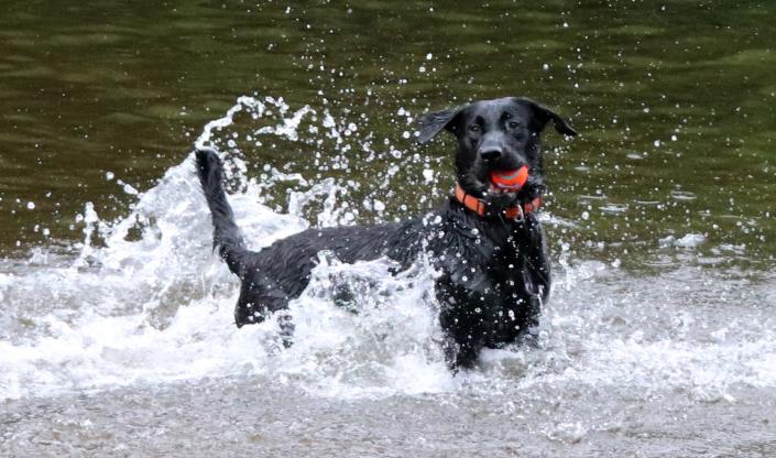 David captured this picture of his sister-in-law&#x002019;s dog at a family reunion at Lake Placid. He loves looking the world through his camera lens to make him notice the beauty around her.