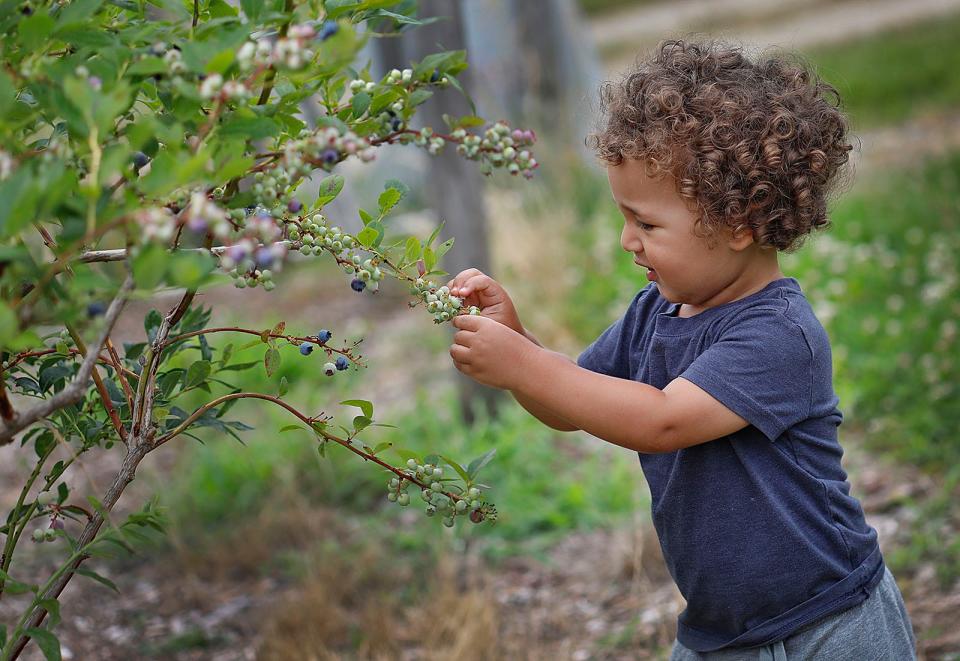 Twenty-month-old Maverick Dereje, of Scituate, picks blueberries at Tree Berry Farm.