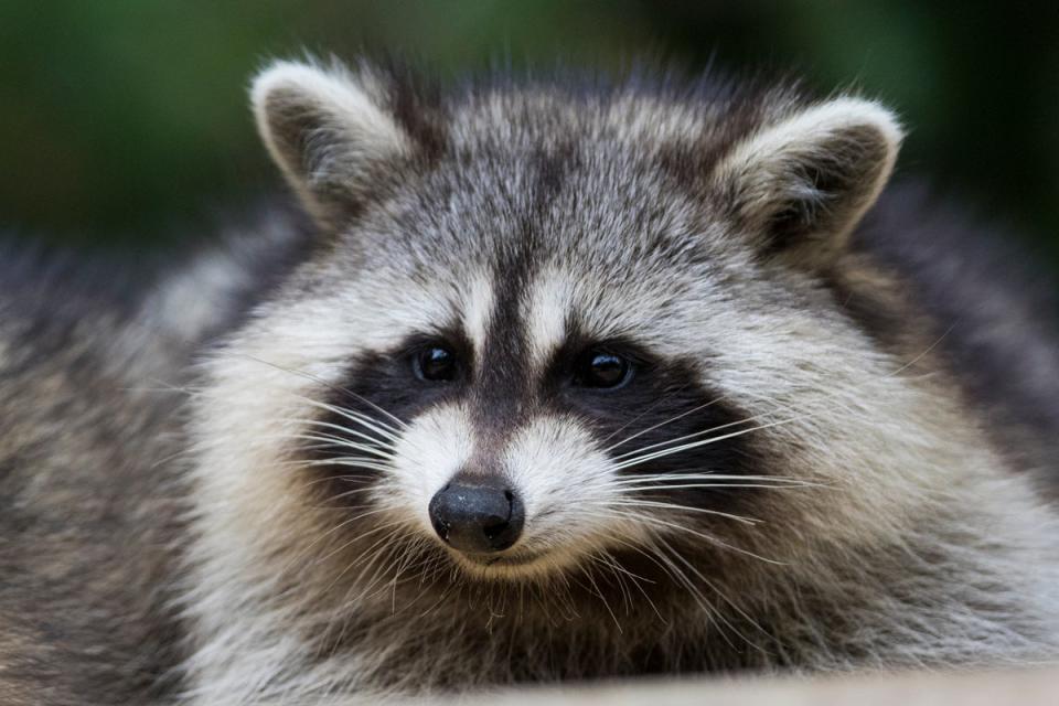 The five-week-old kitten was suffering from a rare form of rabies transmitted through racoons (Getty Images/iStockphoto)