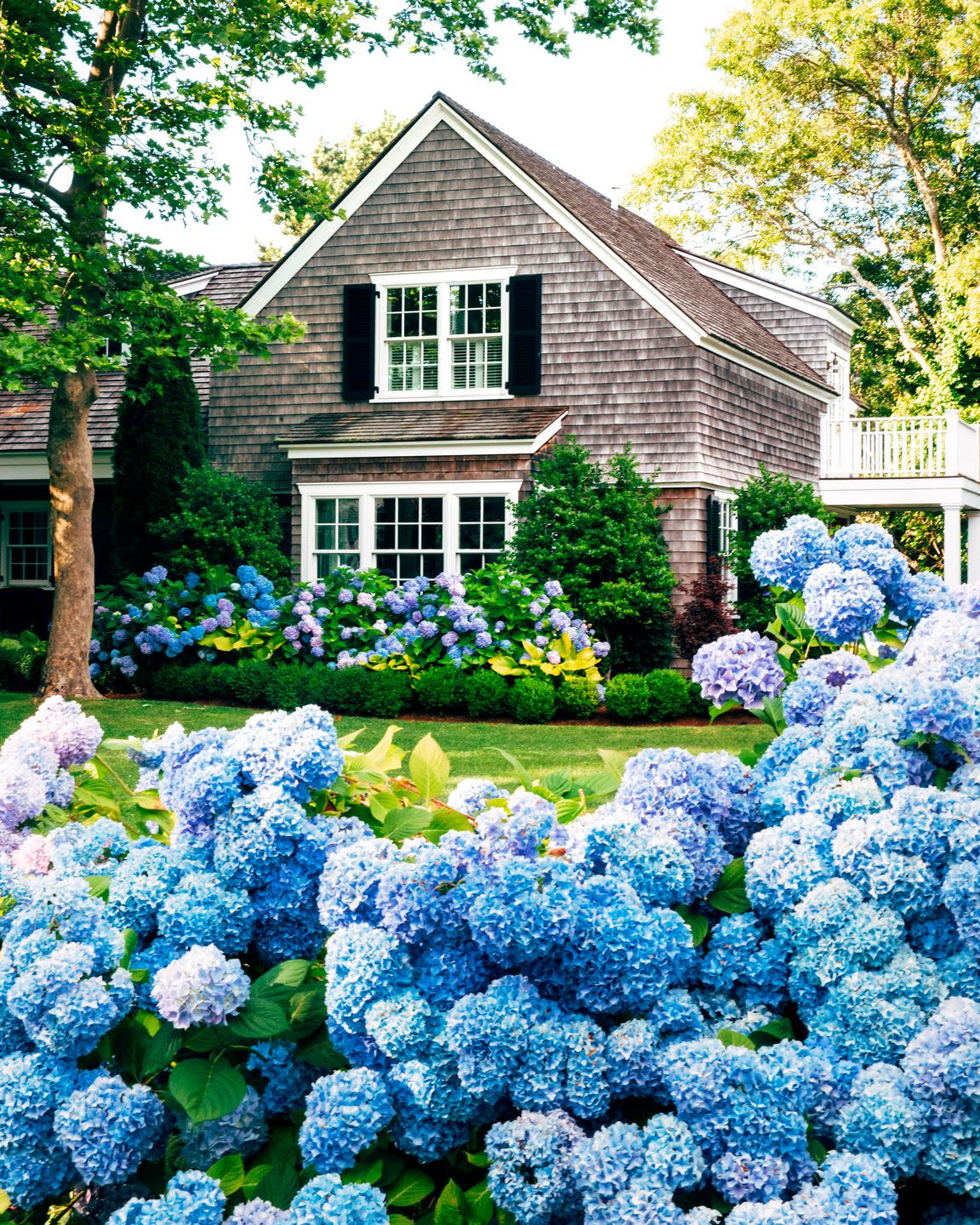a cedar shake house with a large blossoming blue hydrangea bushes