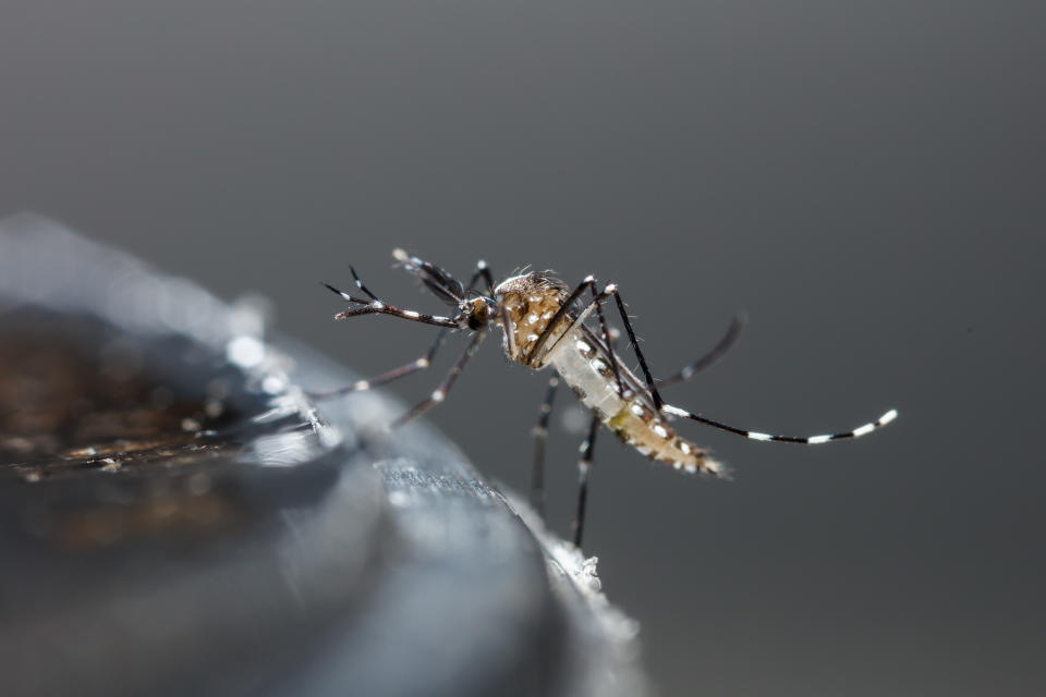 Close up newborn aedes albopictus mosquito, pest animal, contagion