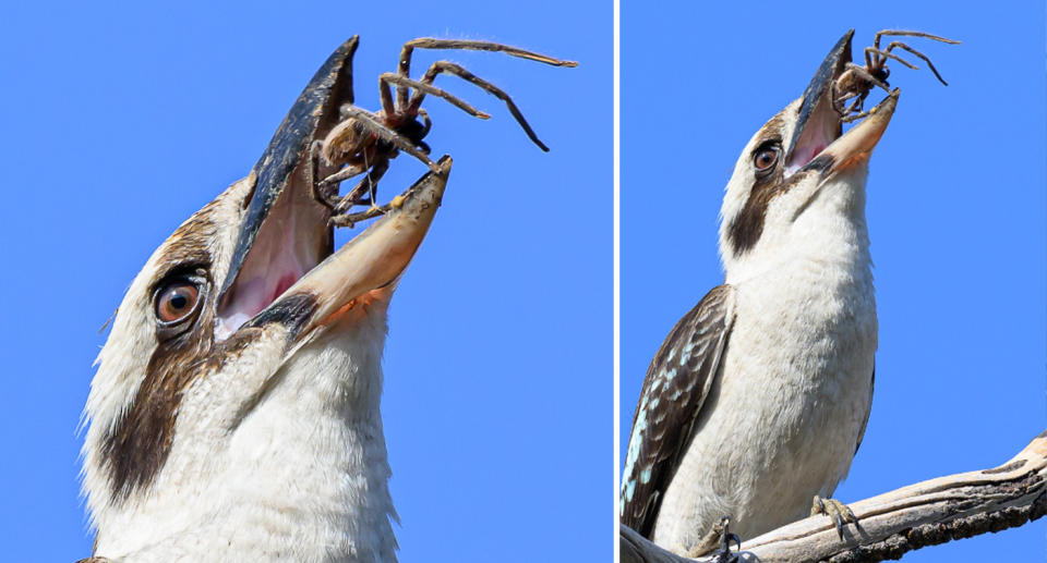 The image of the kookaburra mid bite as it eats the huntsman spider. 