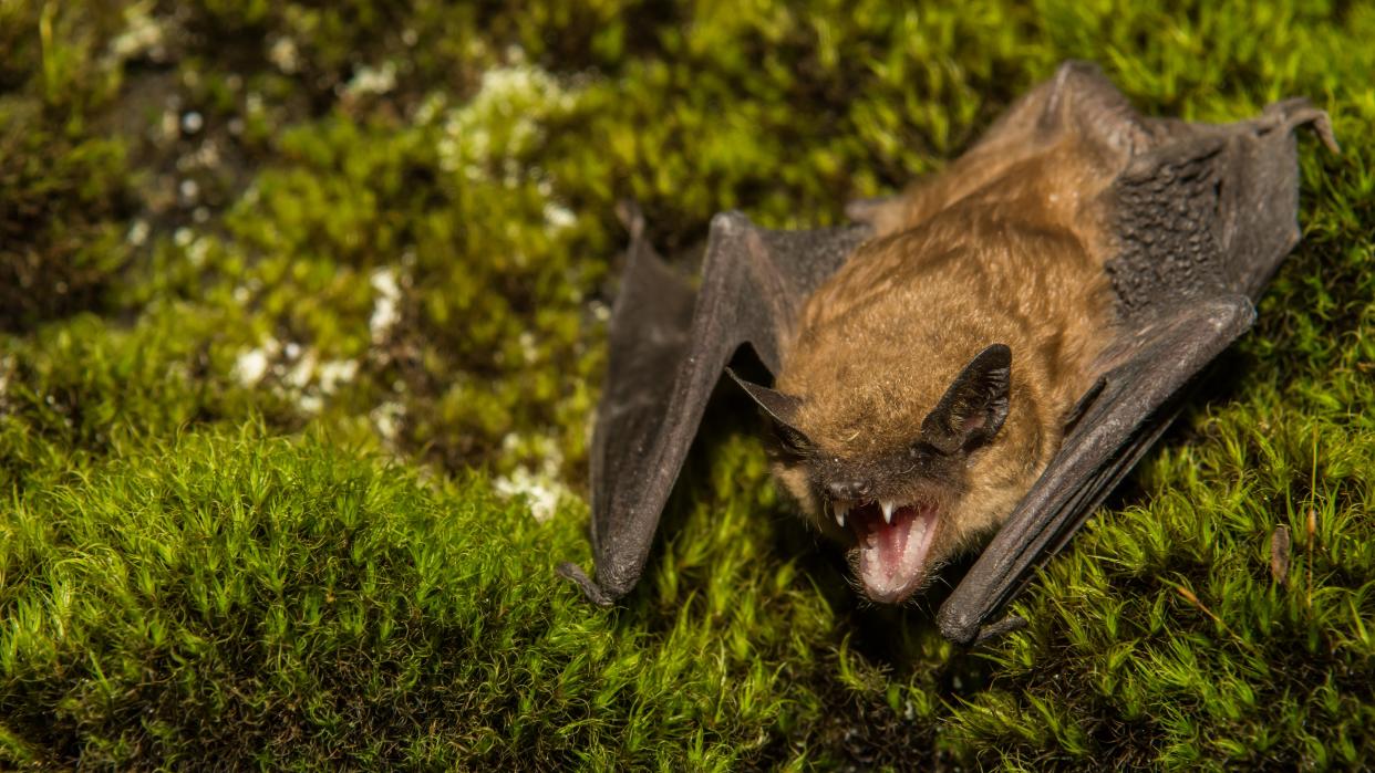 Large brown bat on mossy wall 