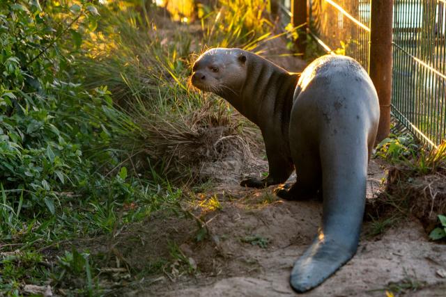 Caso de nutria bebé sacada de su hábitat recuerda mensaje: ¡Deja en paz a  la fauna silvestre!, Ecología, La Revista