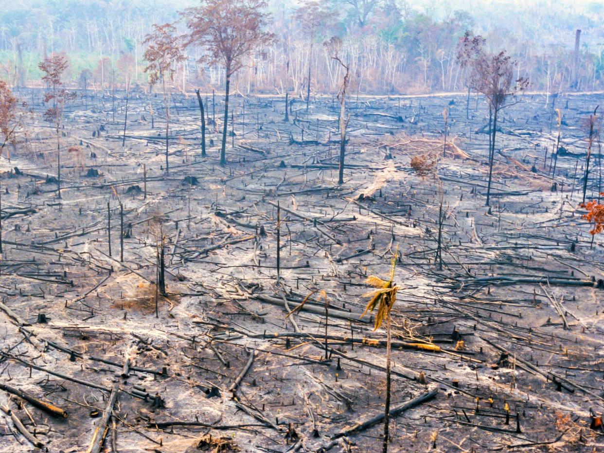 Over 4.6 million hectares of the Amazon rainforest have been burnt this year alone (Getty Images/iStockphoto)