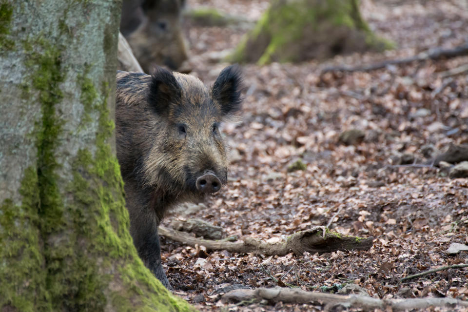 Wildschweine fühlen sich nicht nur im Wald wohl. Sie sind auch gute Schwimmer - so wurde jetzt eins der Tiere vor der Küste Schleswig-Holsteins gesichtet. Foto: Symbolbild / gettyimages / Dirk Kerps / EyeEm