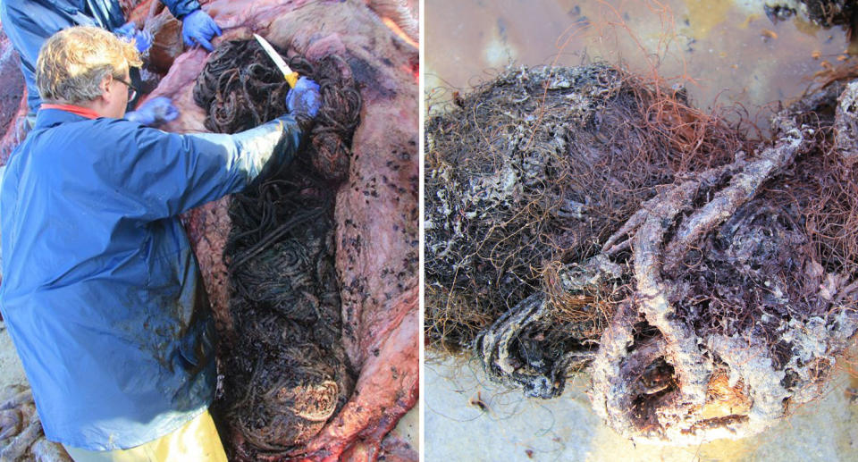 Worker with knife used to cute marine debris from stomach of dead sperm whale in Scotland.