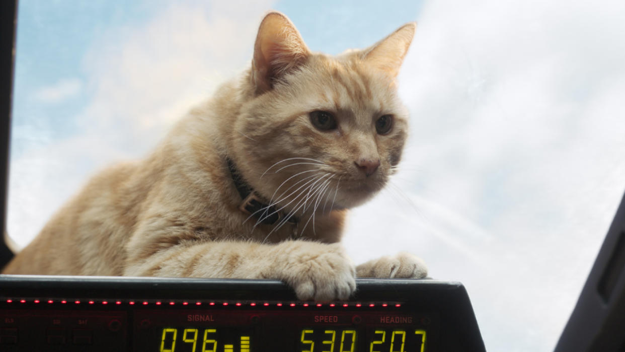  Goose the Cat in Captain Marvel. 