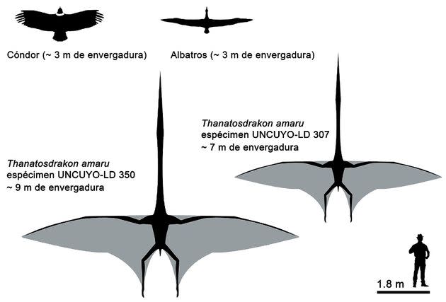 Envergure des deux fossiles de Thanatosdrakon Amaru retrouvés. (Photo: Ortiz David, González Riga & Kellner, 2022)