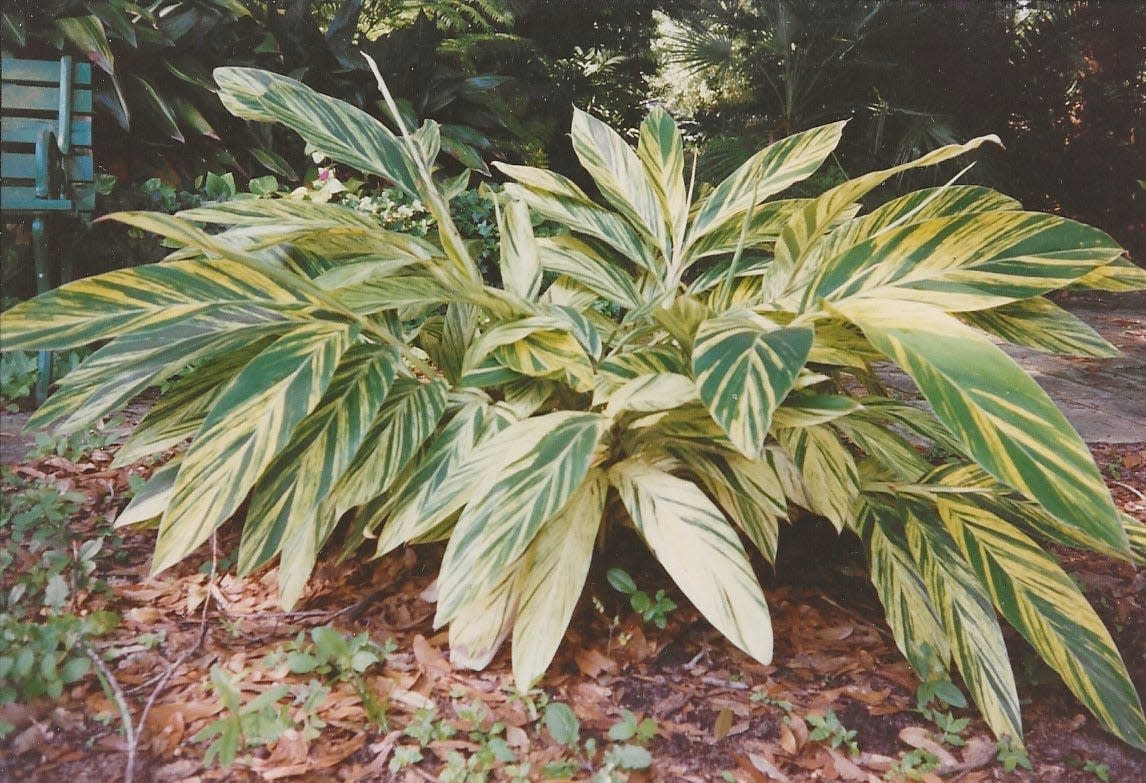 Though beautiful in light shade, variegated shell ginger grows too large and sprawls too much for use in most screen enclosures.