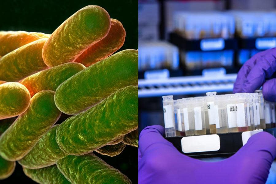 Científicos encuentran en Brasil bacteria amazónica con propiedades anticancerígenas