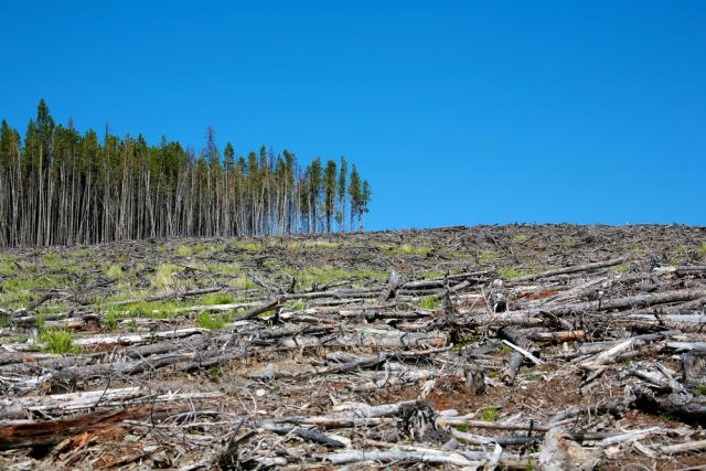 The world has lost one-third of its forest, but an end of deforestation is  possible - Our World in Data