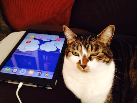Cat next to iPad