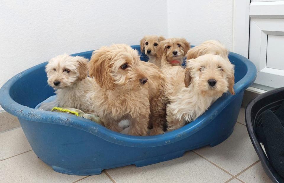 Swindon Advertiser: Six puppiesbefore being rehomed in March