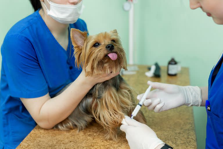 En chile vacunan a personas contra el covid con vacunas para perros