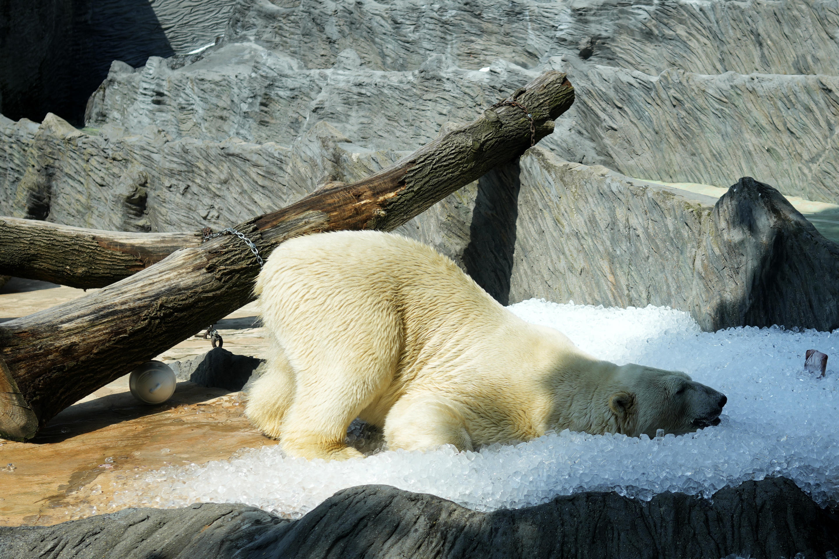A polar bear rests its body in a large pile of ice that was brought to its enclosure at the zoo in Prague, Czech Republic.