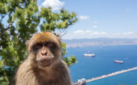 monkey in gibraltar - Credit: Getty