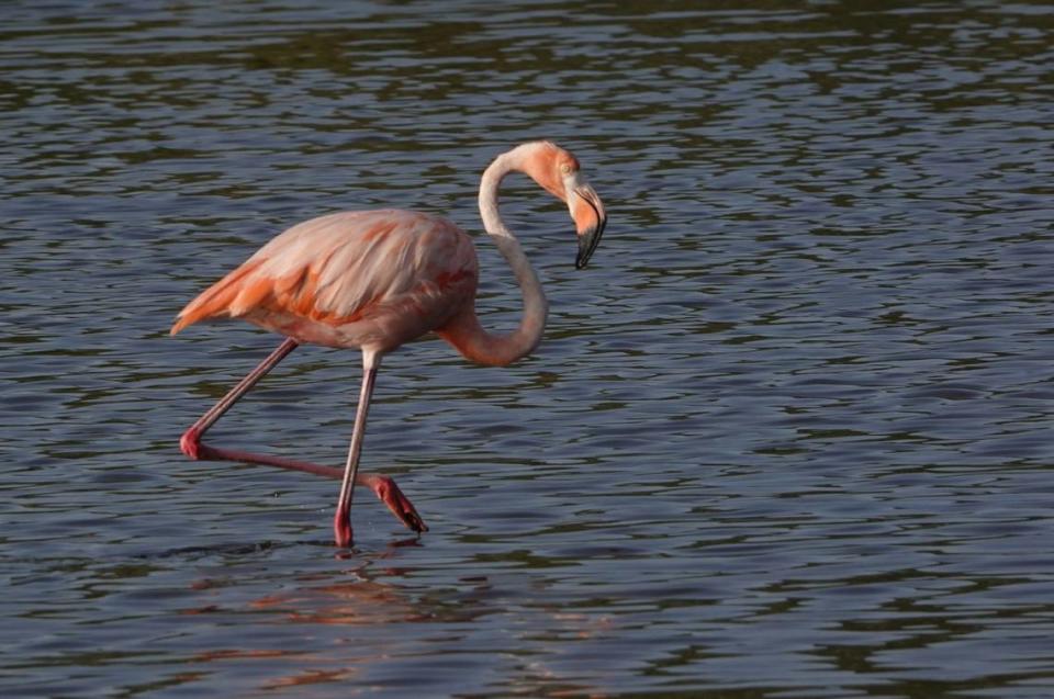 An American flamingo wades in Southwest Florida waters. Flamingos were among the rare sightings in the Bradenton area during the National Audubon Society’s 124th Christmas Bird Count in December 2023.