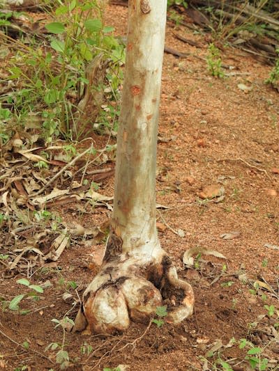 Base of Eucalyptus Tree