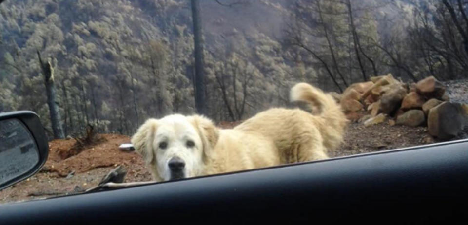 Madison, a male Anatolian shepherd mix, guarded the remains of a burned property for weeks after his owner, Andrea Gaylord, fled the town of Paradise to get away from wildfires.