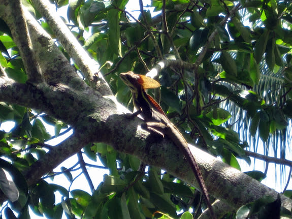 Modern-day Jesus lizards are about 2 feet long (0.6 meters), but about two-thirds of that is tail, Conrad said. These long tails act as rudders and help the animals change direction.