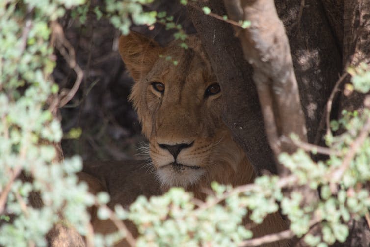 <span class="caption">A male lion in Zakouma National Park, Chad.</span> <span class="attribution"><span class="source">Photograph: Chiara Fraticelli</span>, <span class="license">Author provided</span></span>