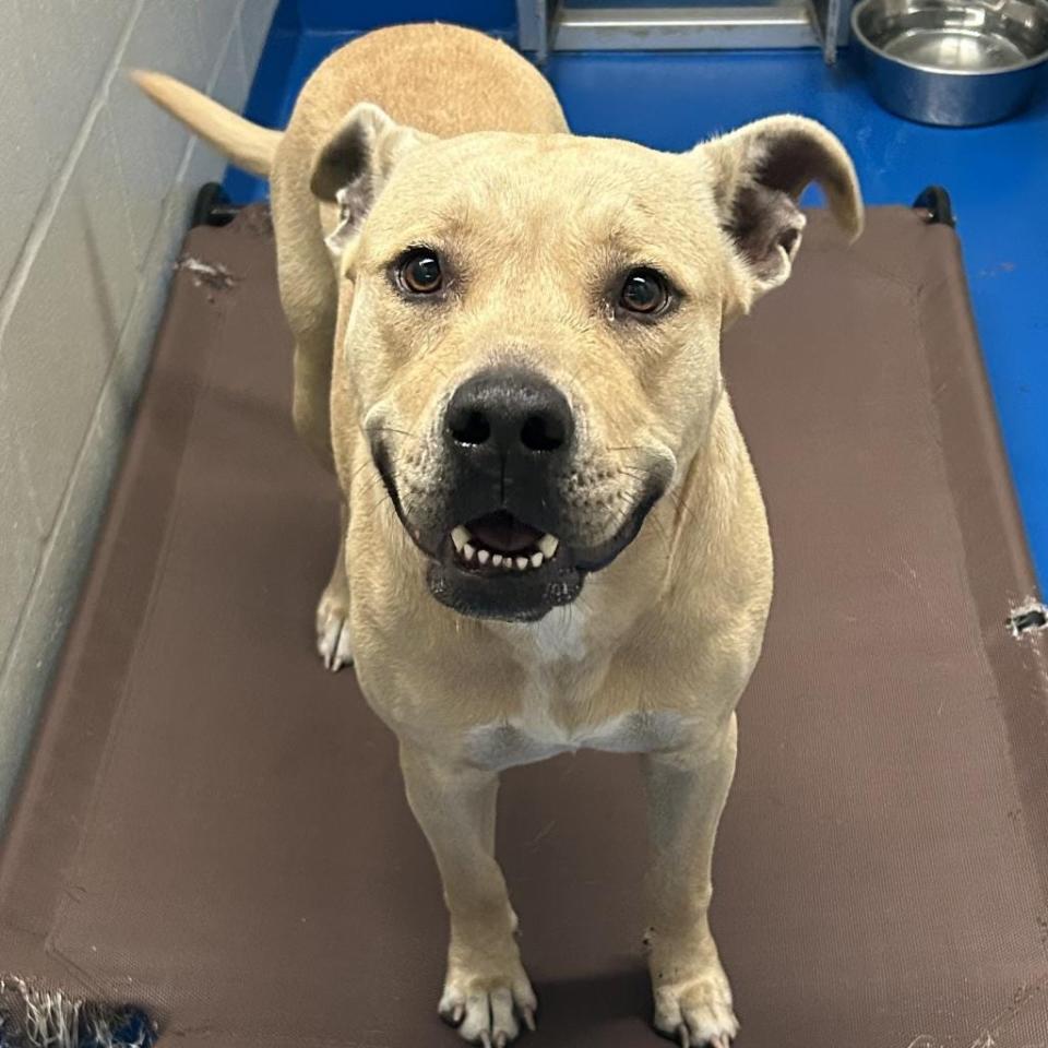 Blondie is 1 year old and was found as a stray, so her puppy life is a mystery. She was microchipped, but the owner couldn't be found. She's a big lovebug. She's housetrained and walks very well on a leash. She doesn't care for other dogs.