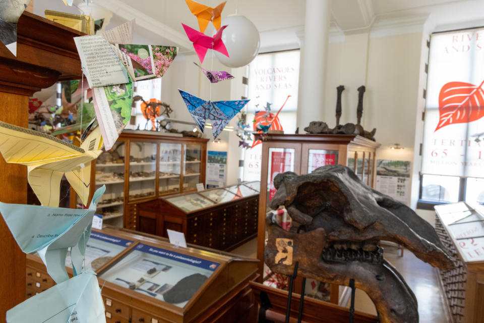 The butterflies, at Cambridge University’s Sedgwick Museum of Earth Sciences, are on show alongside cardboard protest banners. (Cambridge University/ PA)