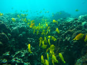 This Sept. 12, 2019 photo shows fish near coral in a bay on the west coast of the Big Island near Captain Cook, Hawaii. Just four years after a major marine heat wave killed nearly half of this coastline’s coral, federal researchers are predicting another round of hot water will cause some of the worst coral bleaching the region has ever seen. (AP Photo/Brian Skoloff)