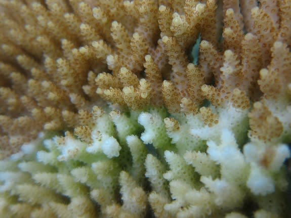 A common group of coral diseases, known as white syndromes, causes corals to lose tissue.