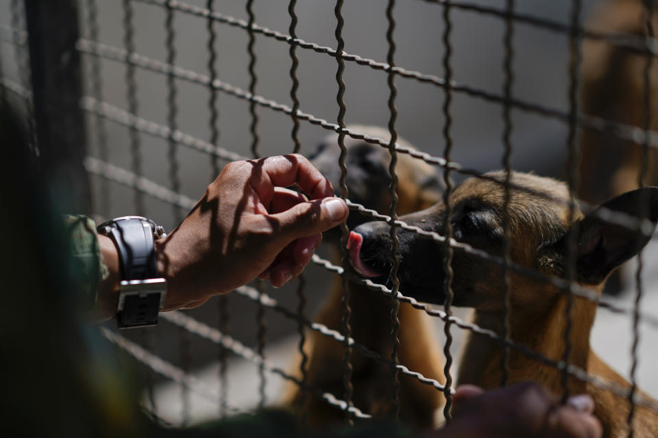 A soldier interacts with a Belgian Malinois puppy after a training session at the Mexican Army and Air Force Canine Production Center in San Miguel de los Jagueyes, Mexico, Tuesday, Sept. 26, 2023. Unlike the civil life, where they can get food treats, in the Army the prize for a dog doing a good job is only a caress and a praise. (AP Photo/Eduardo Verdugo)