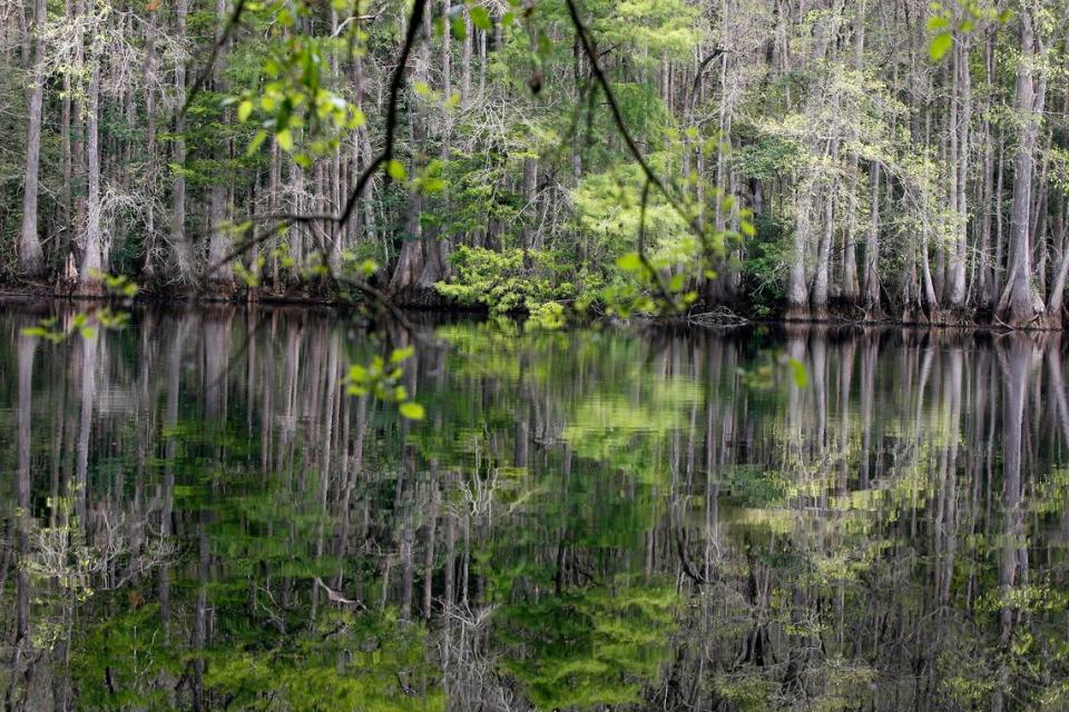 A new interstate is expected to chew up hundreds of acres of wetlands, including those along the scenic Little Pee Dee River. The area, home to an array of plants, animals and natural resources, is one of the state’s most scenic, but is in the path of a road the tourism leaders and politicans say is needed to boost the state’s economy. Gerry Melendez/gmelendez@thestate.com