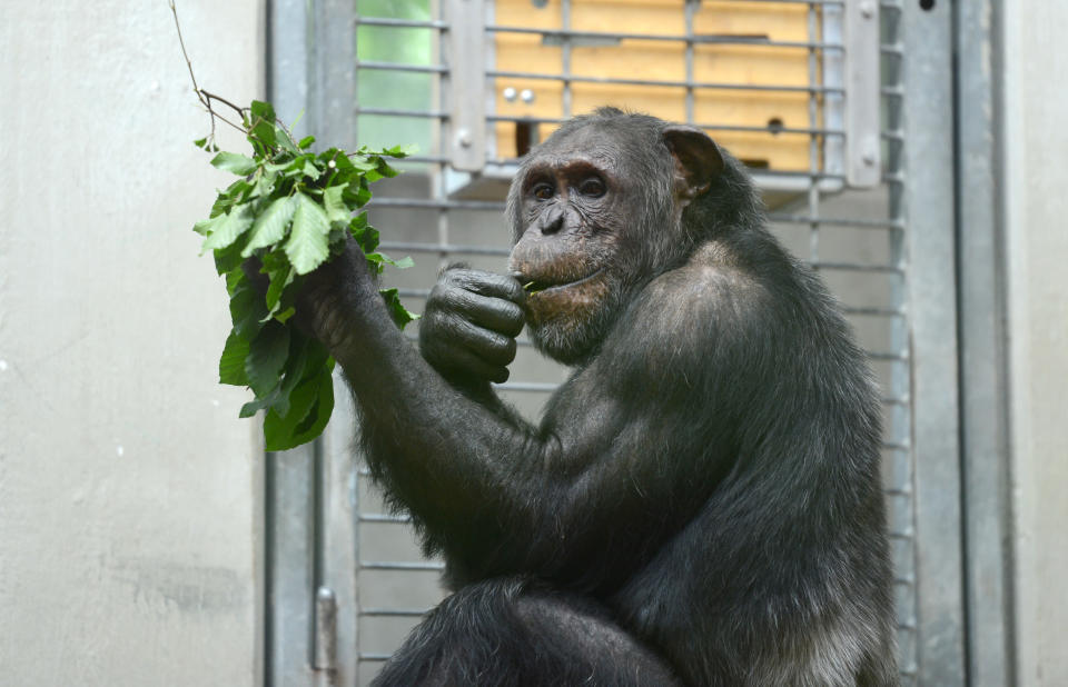 Der Schimpanse Epulu frisst Zweige. (Bild: dpa)