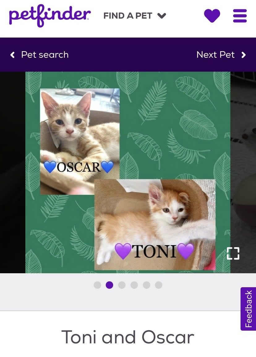 A screenshot of two cats with a name tags underneath