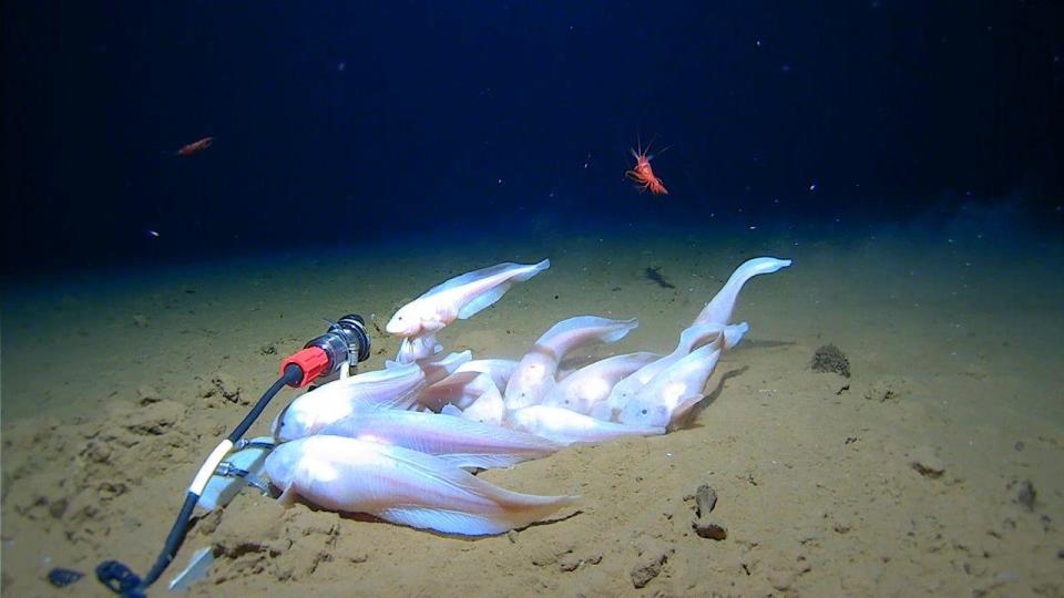 Deep-Sea Snailfish, Pseudoliparis