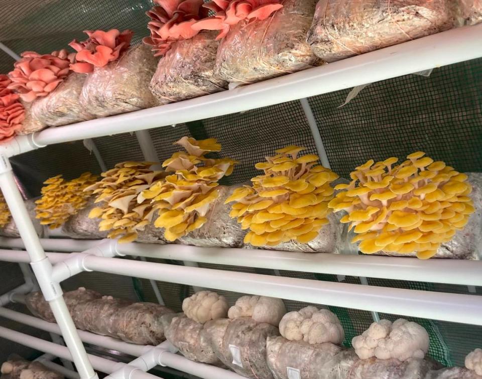 Werdless Farms of San Luis Obispo grows and sells a variety of exotic fungi.