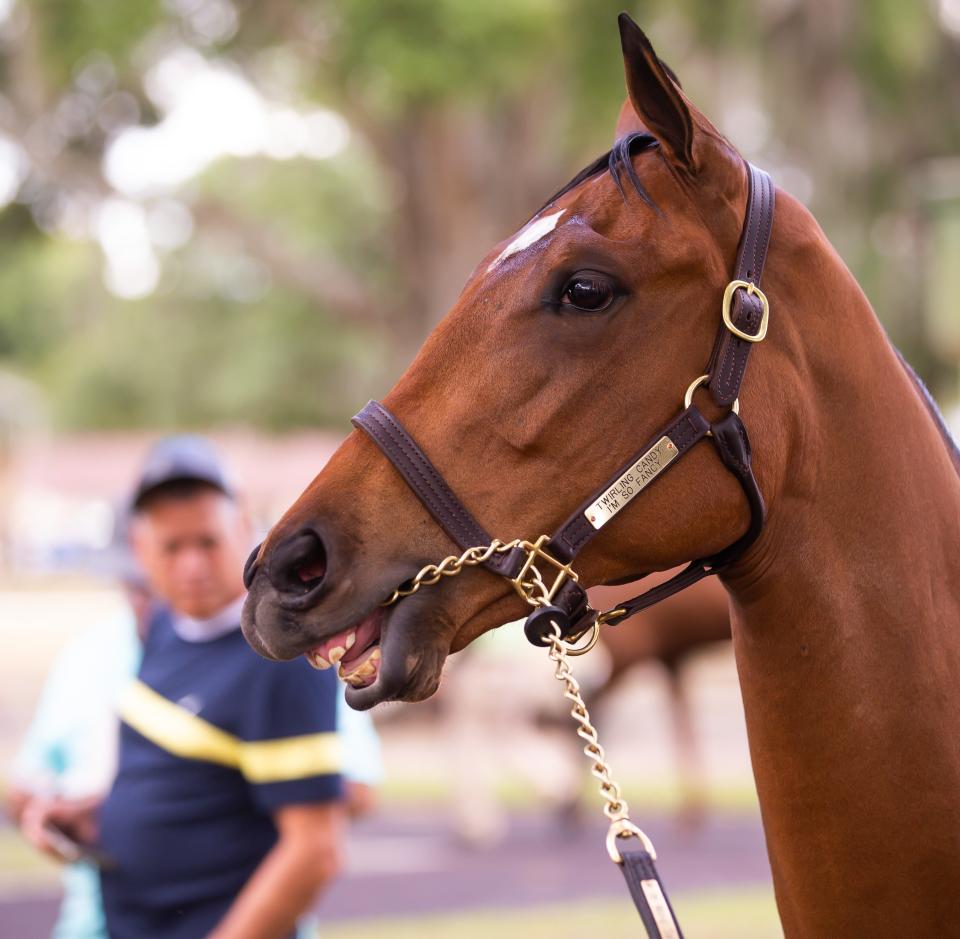 Hip #520, a filly by Twirling Candy out of I'm So Fancy, perks up her ears as spectators, buyers and sellers took part in the second day of the Ocala Breeders' Sales Co. Spring Sale of Two-Year-Olds In Training Wednesday April 26, 2023. Over 1200 horses were cataloged to sell during the sale that runs from April 25th through the 28th at OBS in Ocala, FL. [Doug Engle/Ocala Star Banner]2023