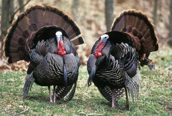 The spring turkey hunting youth portion is April 1 and 2 with the regular spring season running April 17 to May 7.