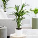 <p>Kentia palms are stunning houseplants that will bring the feeling of the tropics to your home. As well as being air-purifying, resilient and elegant, they are safe to have around pets. No need to worry if your furry friend gets a little too close...</p><p><a class="link " href="https://go.redirectingat.com?id=127X1599956&url=https%3A%2F%2Fwww.crocus.co.uk%2Fplants%2F_%2Fhowea-forsteriana%2Fclassid.2000027701%2F&sref=https%3A%2F%2Fwww.housebeautiful.com%2Fuk%2Fgarden%2Fplants%2Fg35160955%2Fdog-friendly-plants%2F" rel="nofollow noopener" target="_blank" data-ylk="slk:BUY NOW VIA CROCUS;elm:context_link;itc:0;sec:content-canvas">BUY NOW VIA CROCUS</a></p>