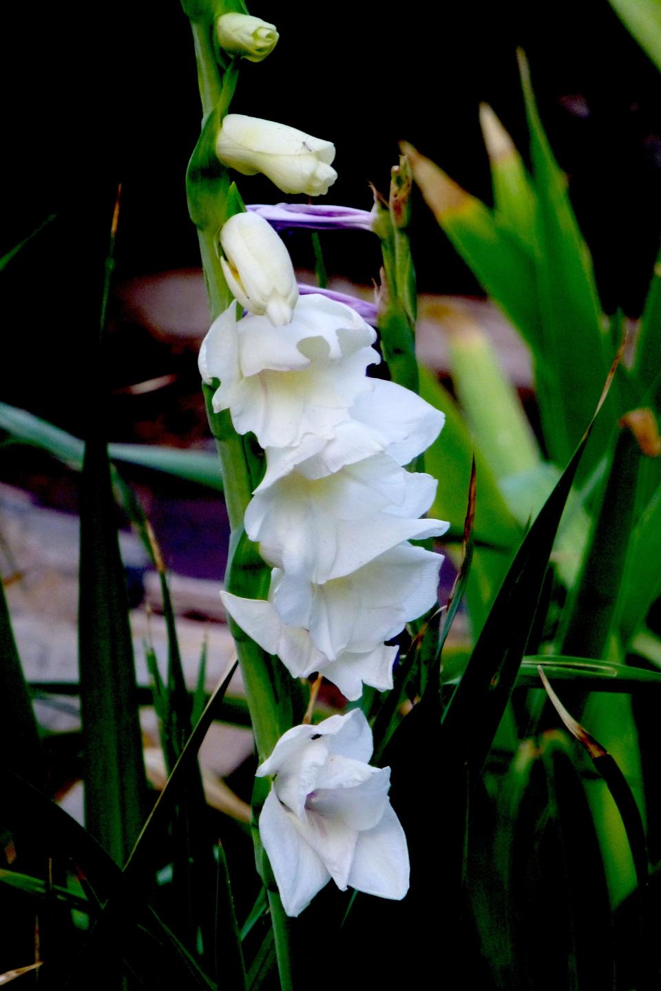 Pure white gladiola make a regal statement as they shimmer in all white moon gardens. The tall blossoms open from bottom to top and bloom mid to late summer.